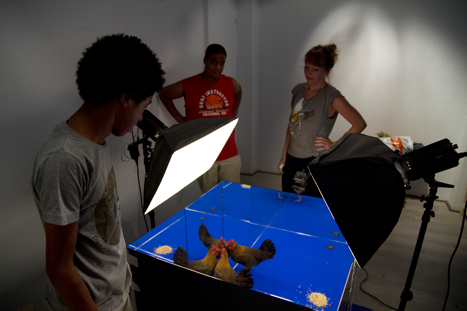 People standing around and looking into a display case with a fowl inside of it, with two large studio lights pointing directly into the case.