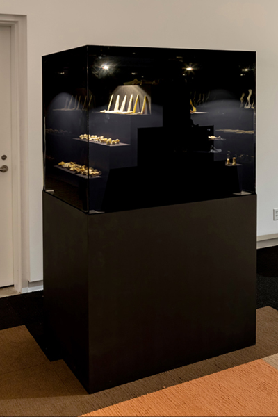A display case with multiple shelves showcasing various arrangements of bones.
