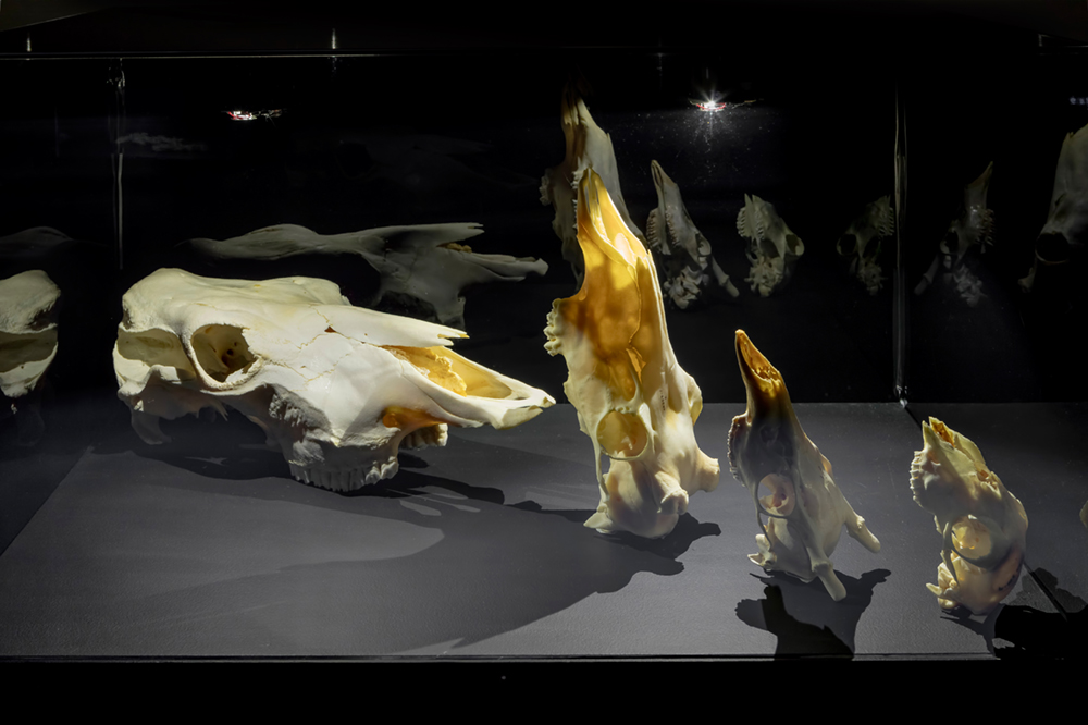 A display case showcasing an arrangement of animal skulls.