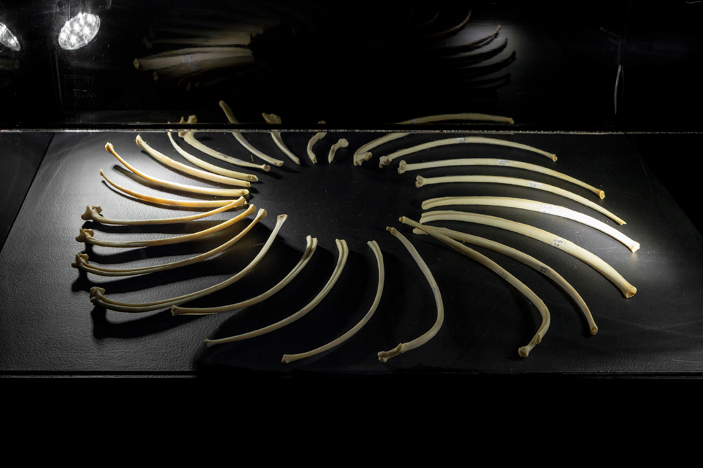 A display case of bones arranged into a starburst shape.